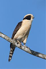 Laughing Falcon